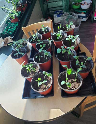 Ashley Grillo's Plants in library Greenhouse image2